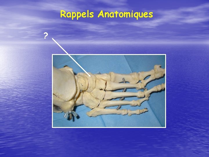 Rappels Anatomiques ? 