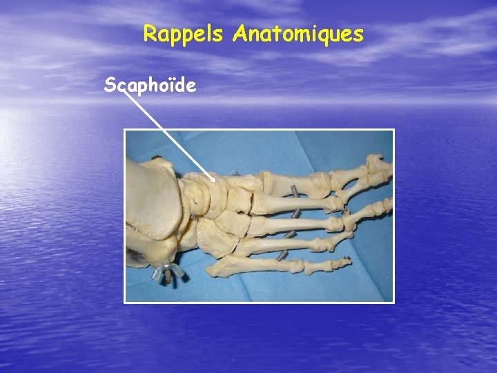 Rappels Anatomiques Scaphoïde 