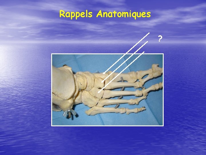 Rappels Anatomiques ? 
