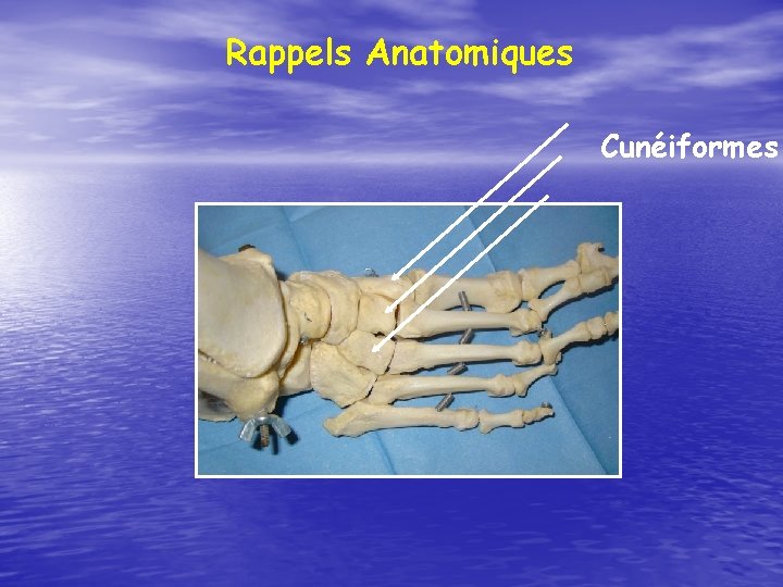 Rappels Anatomiques Cunéiformes 
