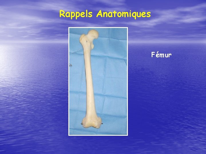 Rappels Anatomiques Fémur 
