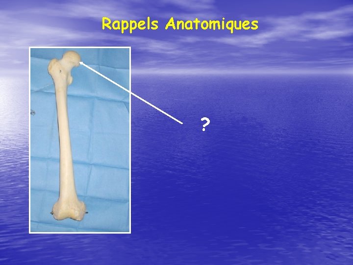 Rappels Anatomiques ? 