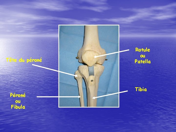Tête du péroné Péroné ou Fibula Rotule ou Patella Tibia 