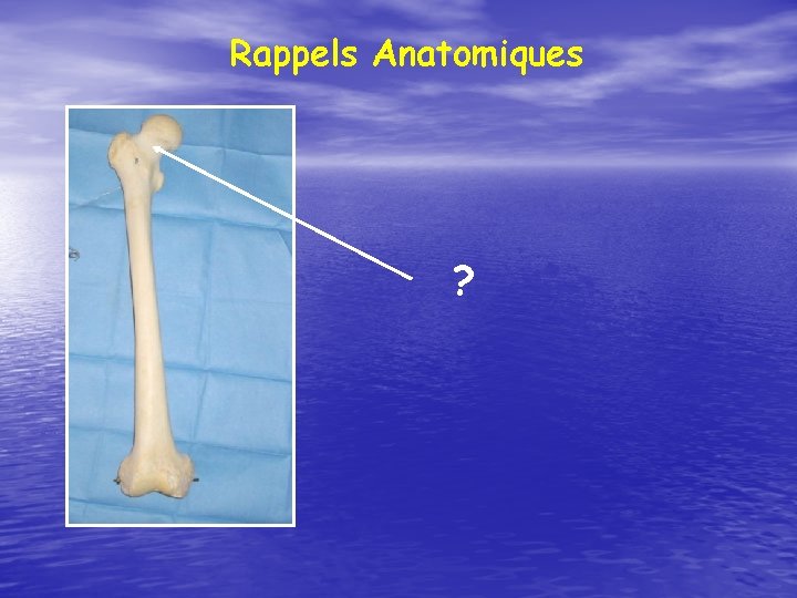 Rappels Anatomiques ? 
