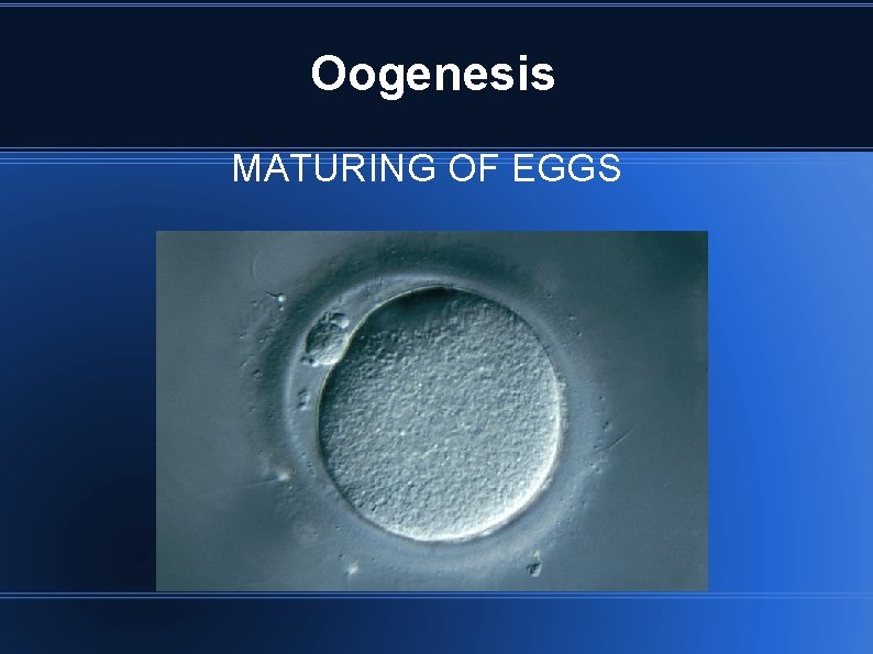 Oogenesis MATURING OF EGGS 