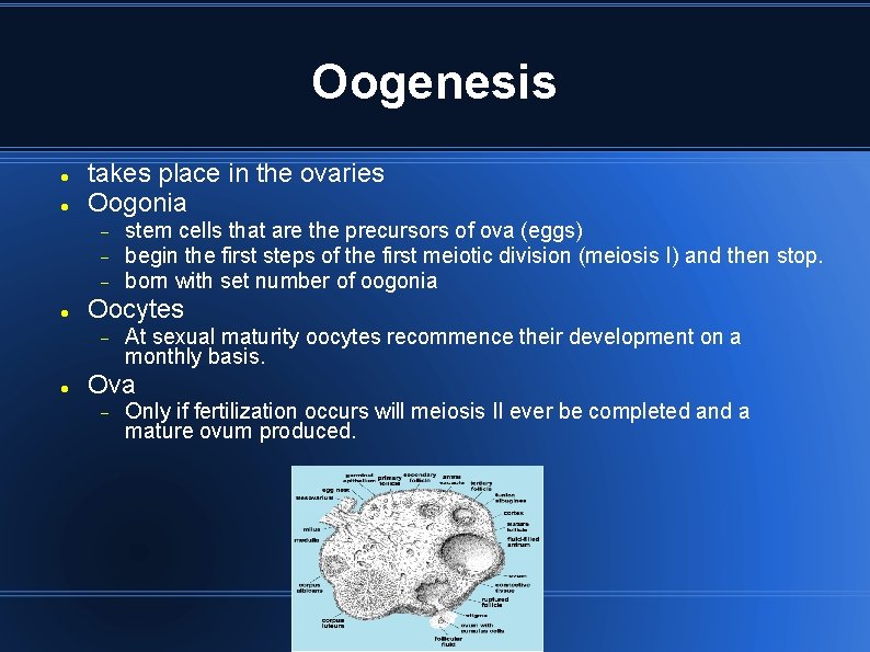 Oogenesis takes place in the ovaries Oogonia Oocytes stem cells that are the precursors