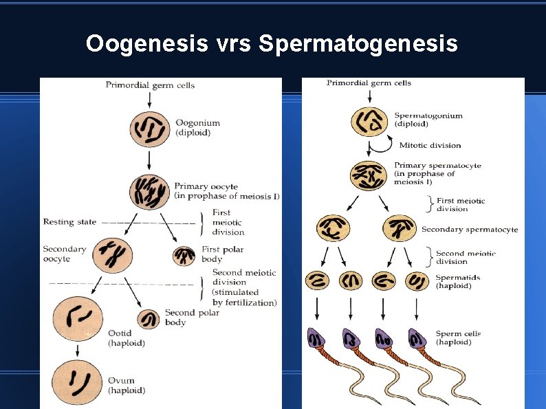 Oogenesis vrs Spermatogenesis 