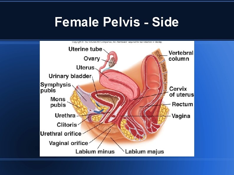 Female Pelvis - Side 