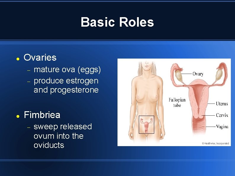 Basic Roles Ovaries mature ova (eggs) produce estrogen and progesterone Fimbriea sweep released ovum