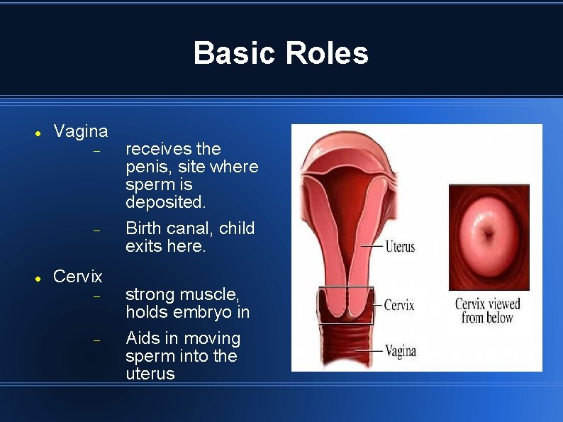 Basic Roles Vagina Cervix receives the penis, site where sperm is deposited. Birth canal,