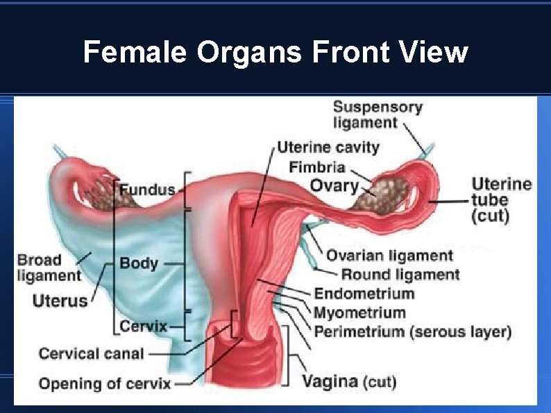 Female Organs Front View 