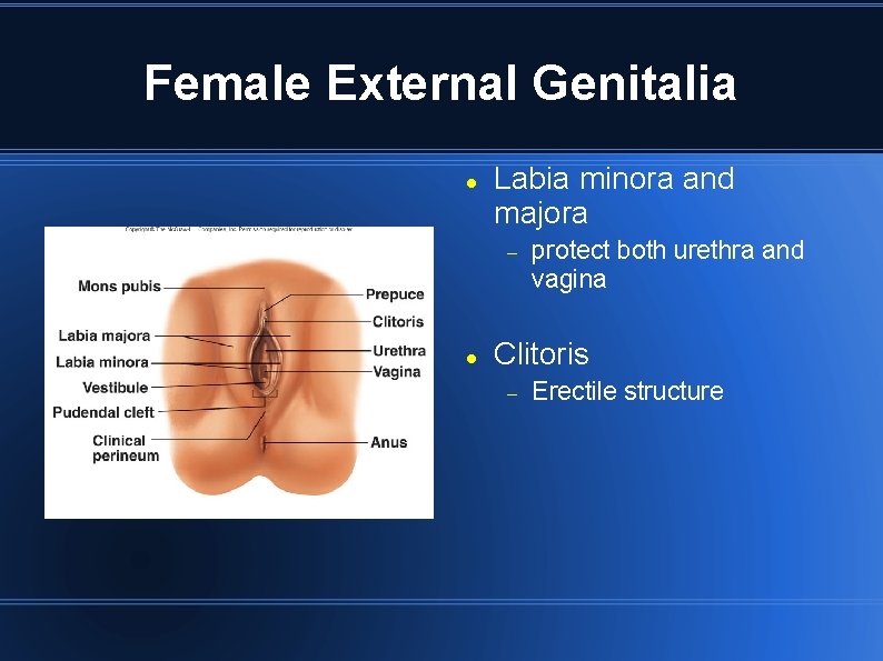Female External Genitalia Labia minora and majora protect both urethra and vagina Clitoris Erectile