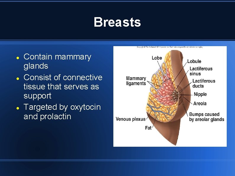 Breasts Contain mammary glands Consist of connective tissue that serves as support Targeted by