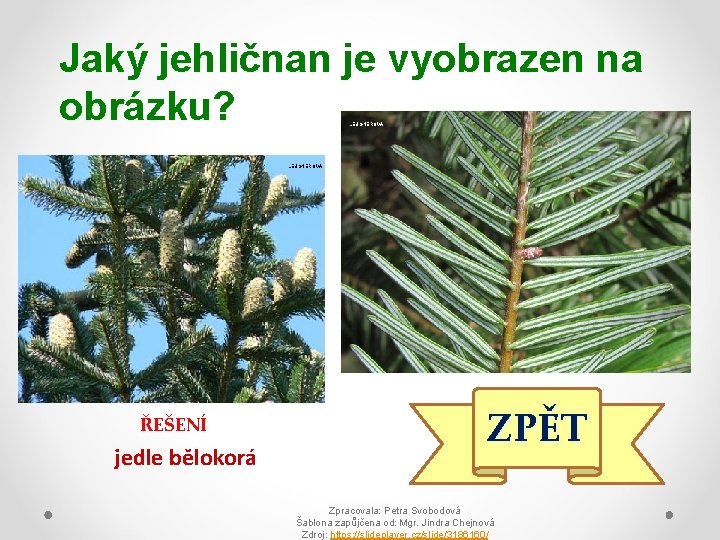 Jaký jehličnan je vyobrazen na obrázku? LEUGNEROVÁ ŘEŠENÍ jedle bělokorá ZPĚT Zpracovala: Petra Svobodová