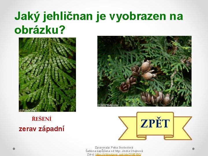 Jaký jehličnan je vyobrazen na obrázku? ŘEŠENÍ zerav západní ZPĚT Zpracovala: Petra Svobodová Šablona