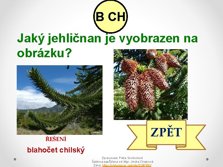 B CH Jaký jehličnan je vyobrazen na obrázku? GRULICH ŘEŠENÍ ZPĚT blahočet chilský Zpracovala: