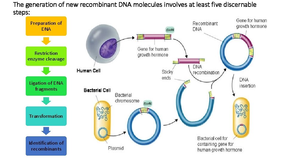 The generation of new recombinant DNA molecules involves at least five discernable steps: Preparation