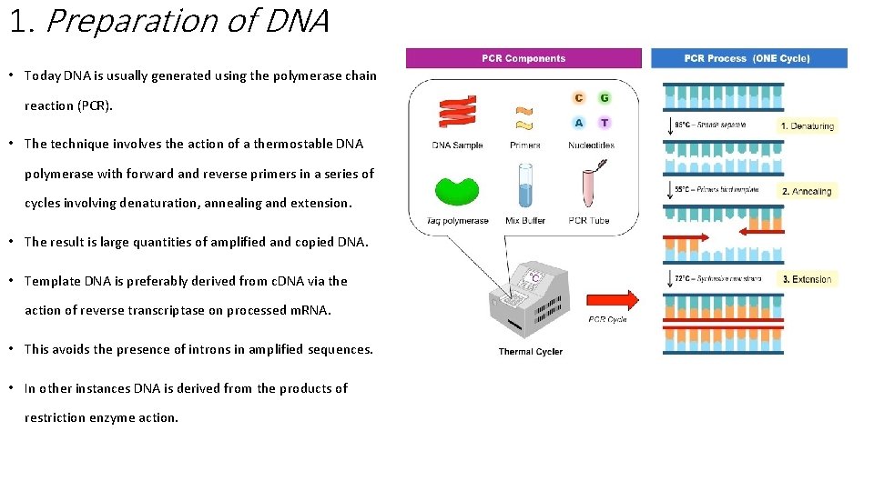1. Preparation of DNA • Today DNA is usually generated using the polymerase chain