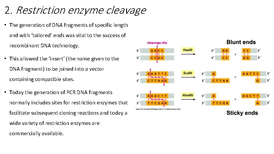 2. Restriction enzyme cleavage • The generation of DNA fragments of specific length and