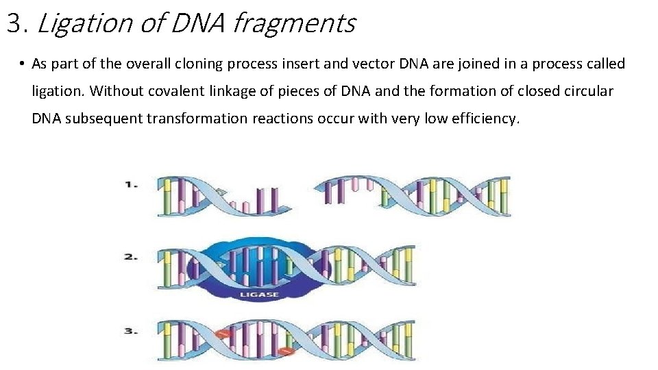 3. Ligation of DNA fragments • As part of the overall cloning process insert