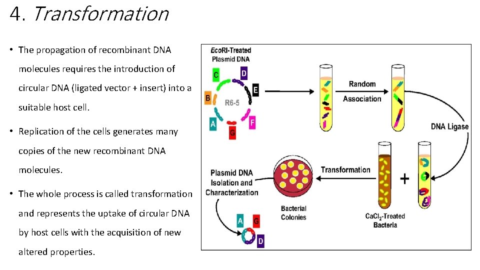 4. Transformation • The propagation of recombinant DNA molecules requires the introduction of circular
