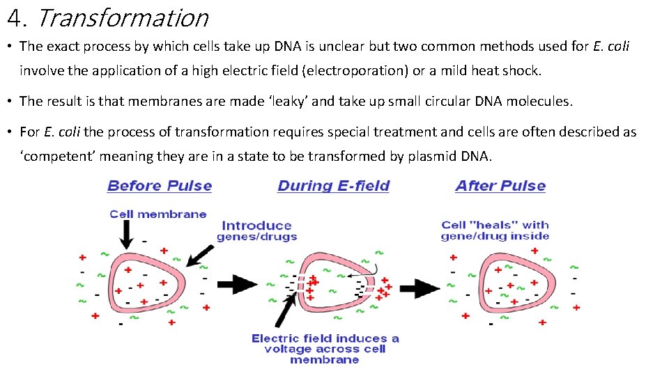 4. Transformation • The exact process by which cells take up DNA is unclear