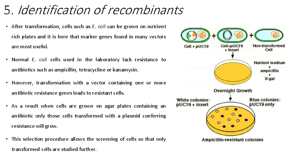 5. Identification of recombinants • After transformation, cells such as E. coli can be