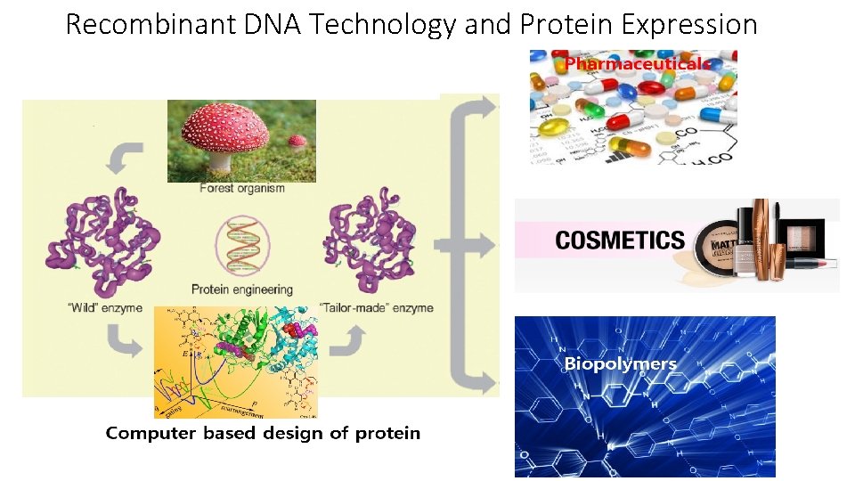 Recombinant DNA Technology and Protein Expression 