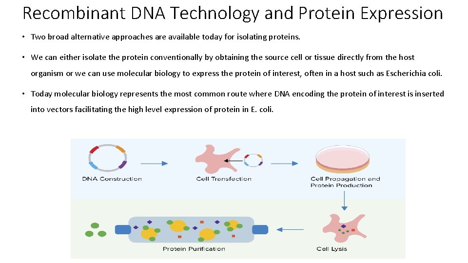 Recombinant DNA Technology and Protein Expression • Two broad alternative approaches are available today