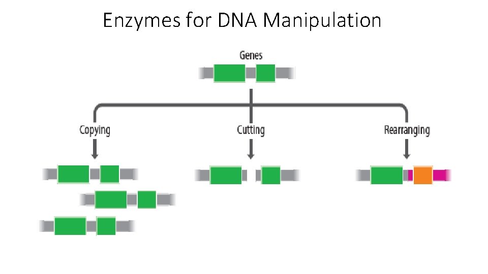 Enzymes for DNA Manipulation 