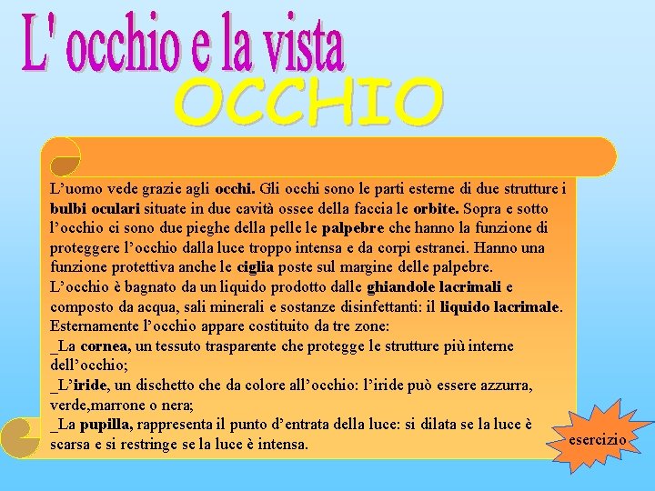 L’uomo vede grazie agli occhi. Gli occhi sono le parti esterne di due strutture