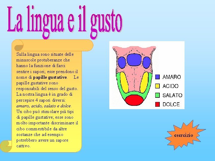 Sulla lingua sono situate delle minuscole protuberanze che hanno la funzione di farci sentire