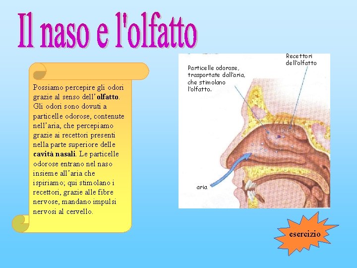 Possiamo percepire gli odori grazie al senso dell’olfatto. Gli odori sono dovuti a particelle