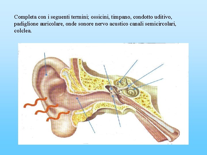 Completa con i seguenti termini; ossicini, timpano, condotto uditivo, padiglione auricolare, onde sonore nervo