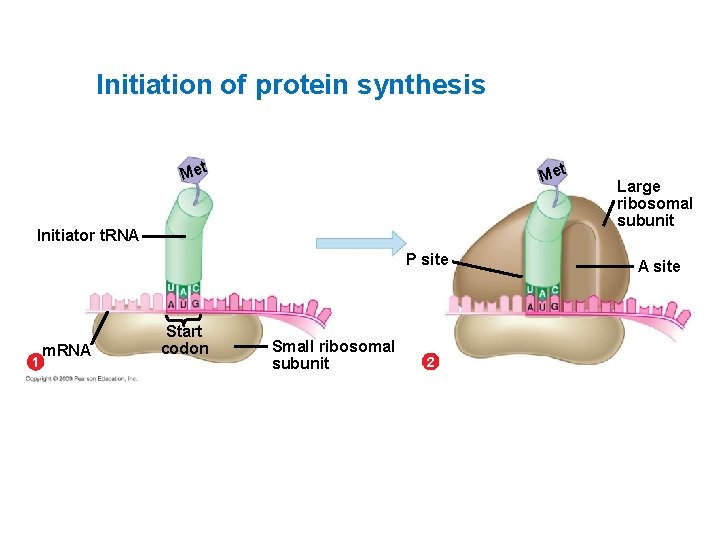 Initiation of protein synthesis Met Initiator t. RNA P site 1 m. RNA Start