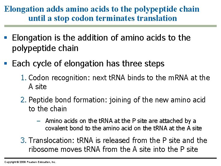 Elongation adds amino acids to the polypeptide chain until a stop codon terminates translation