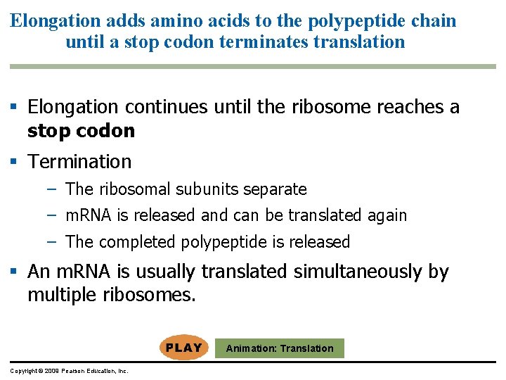 Elongation adds amino acids to the polypeptide chain until a stop codon terminates translation