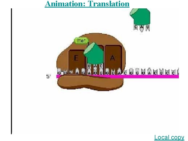 Animation: Translation Local copy 