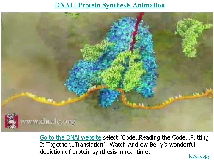 DNAi - Protein Synthesis Animation Go to the DNAi website select “Code. . Reading