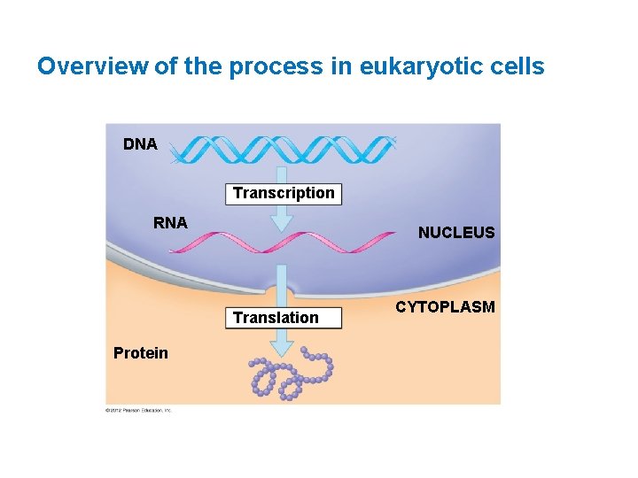 Overview of the process in eukaryotic cells DNA Transcription RNA NUCLEUS Translation Protein CYTOPLASM