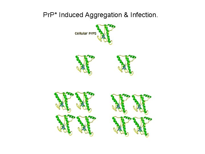 Pr. P* Induced Aggregation & Infection. 