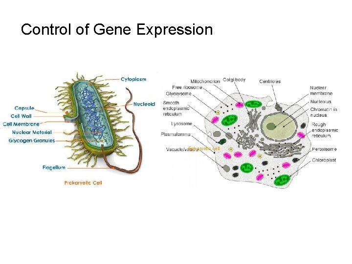 Control of Gene Expression Eukaryotic cell 