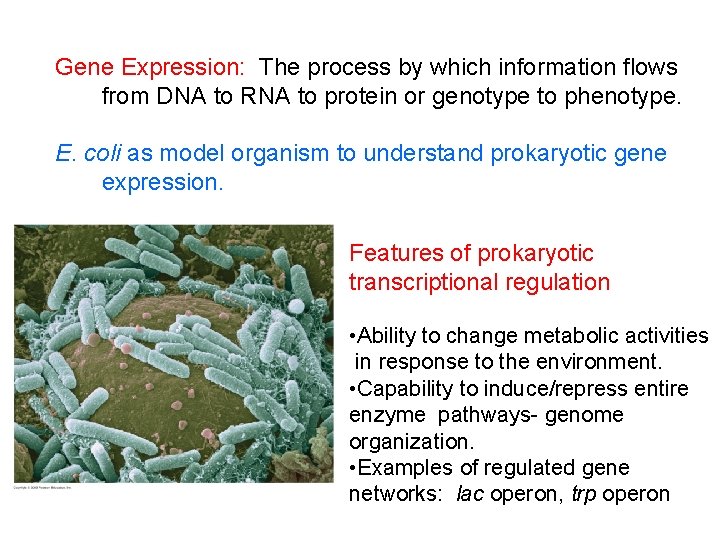 Gene Expression: The process by which information flows from DNA to RNA to protein