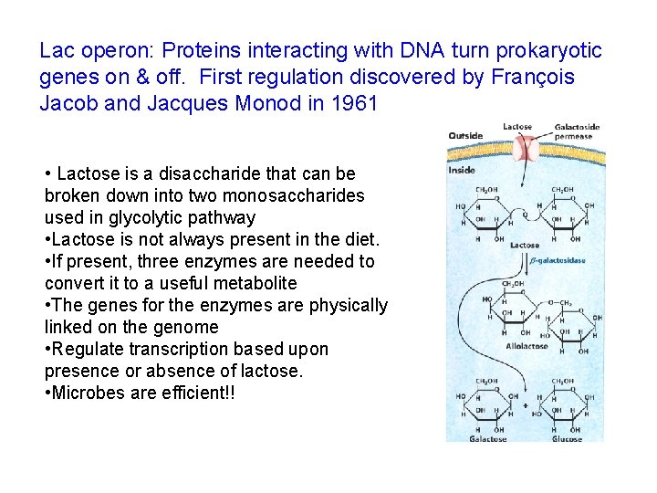 Lac operon: Proteins interacting with DNA turn prokaryotic genes on & off. First regulation