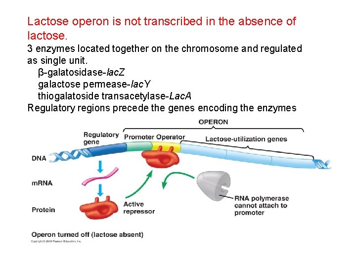 Lactose operon is not transcribed in the absence of lactose. 3 enzymes located together