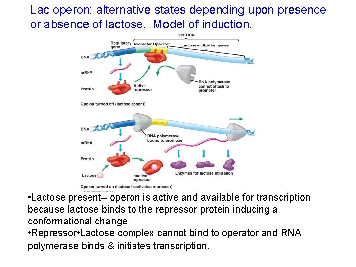 Lac operon: alternative states depending upon presence or absence of lactose. Model of induction.