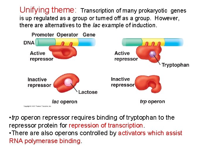 Unifying theme: Transcription of many prokaryotic genes is up regulated as a group or