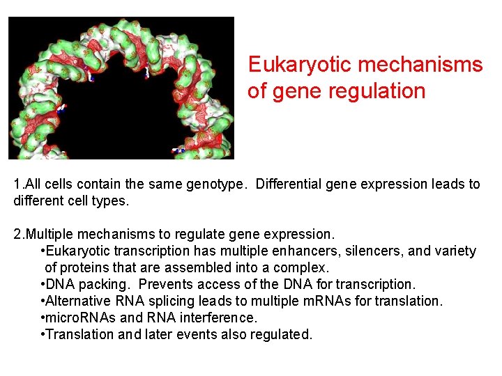 Eukaryotic mechanisms of gene regulation 1. All cells contain the same genotype. Differential gene