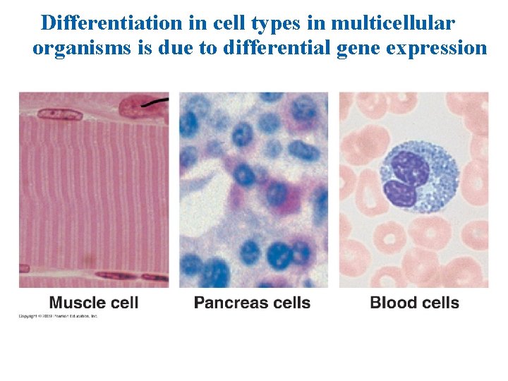 Differentiation in cell types in multicellular organisms is due to differential gene expression 