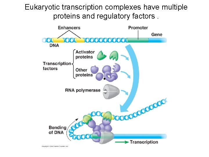 Eukaryotic transcription complexes have multiple proteins and regulatory factors. • 